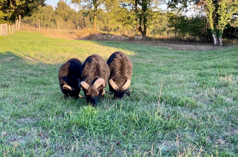 (21) 2025 – BETB – Domaine de Bourgade – Béliers – ©Mme COLIER Corinne