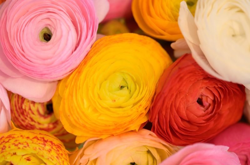 ©Cueillette Fleuriste 2025 (4)