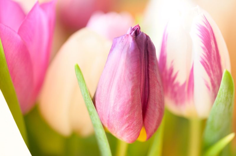 ©Cueillette Fleuriste 2025 (6)