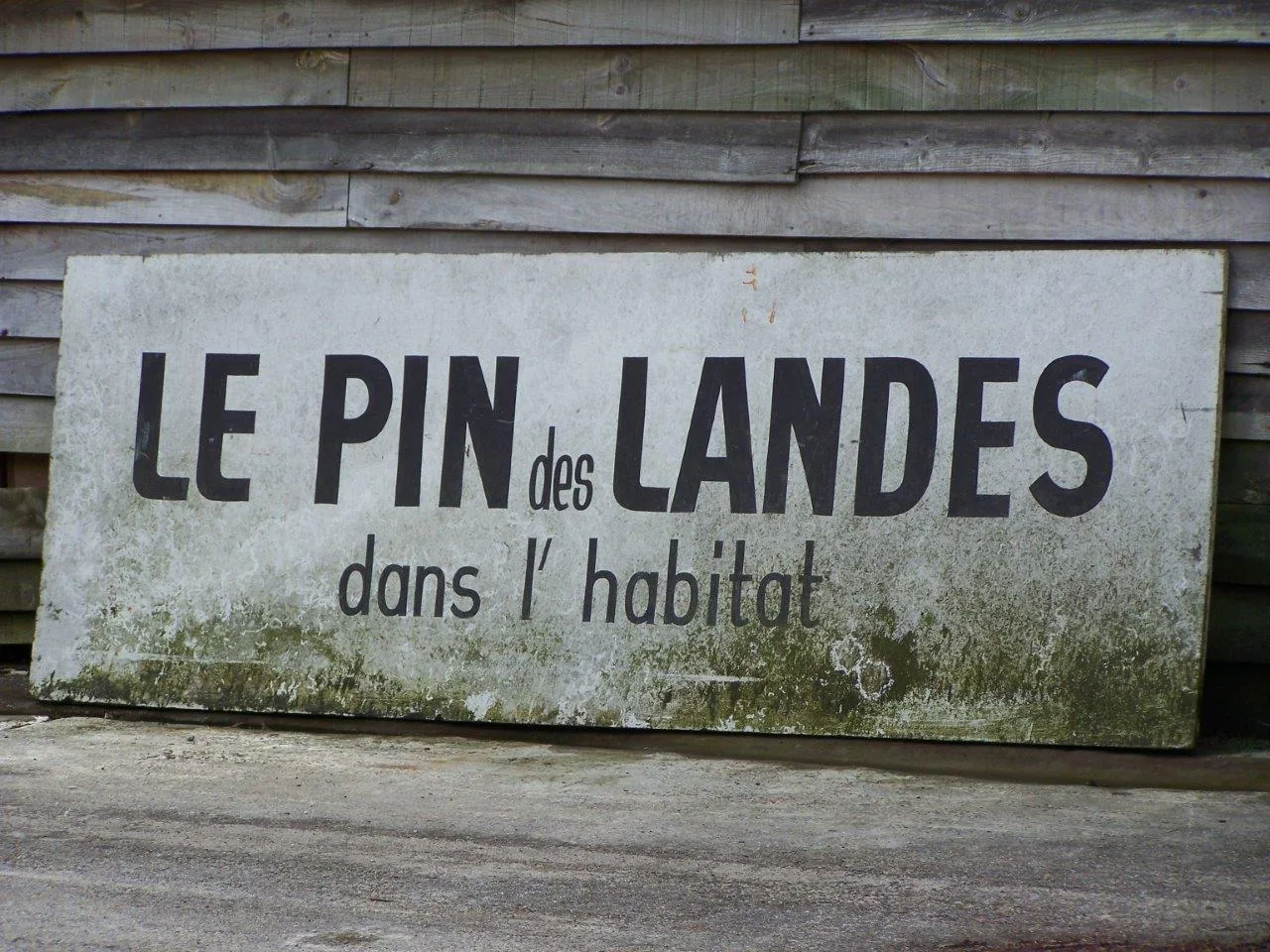 PALLAS Crédit photo KGOIT Mimizan (7)