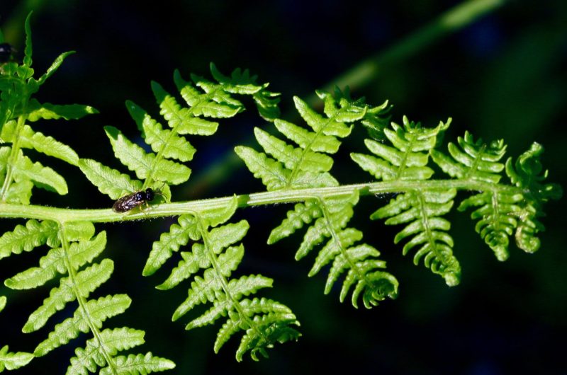 11_fougere_Conservatoire_Landes_Gascogne