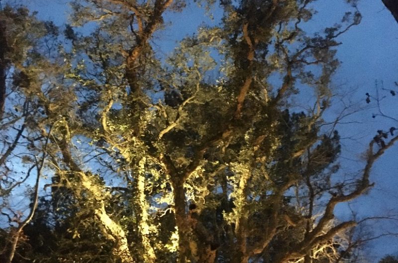 111 Maa Maison_Moliets_Landes Atlantique Sud