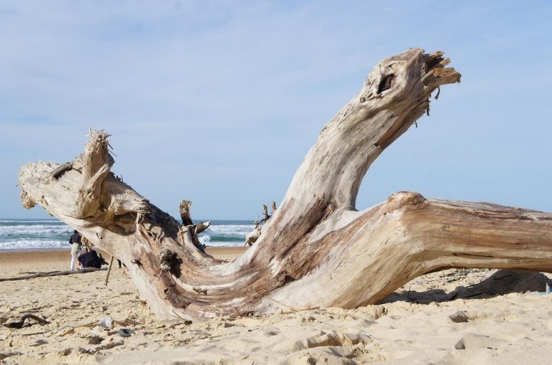 121 L’Océan des Landes_Messanges_Landes Atlantique Sud