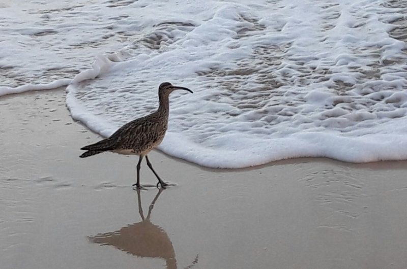 122 Maison Agapanthe_Moliets_Landes Atlantique Sud