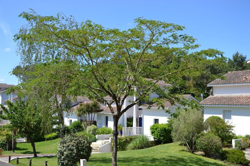 126 Villa Destordeur_Moliets_Landes Atlantique Sud