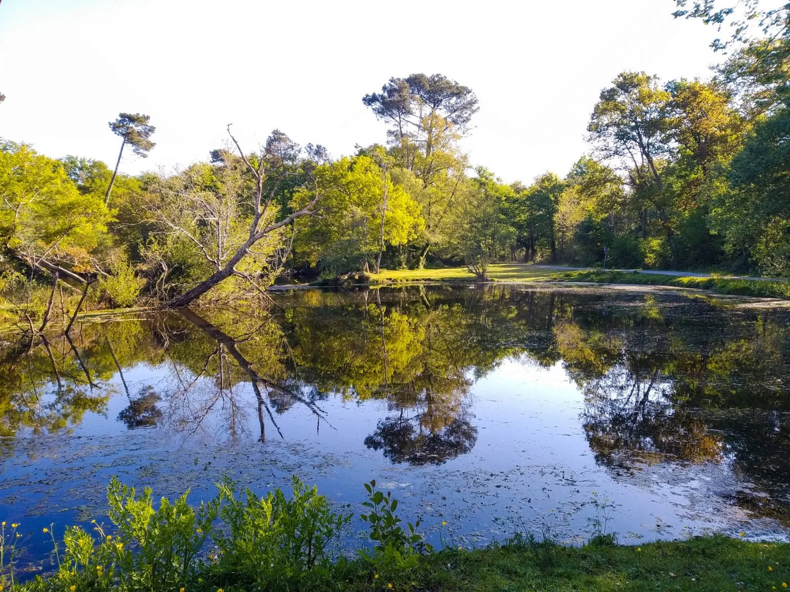 Etang et tant…