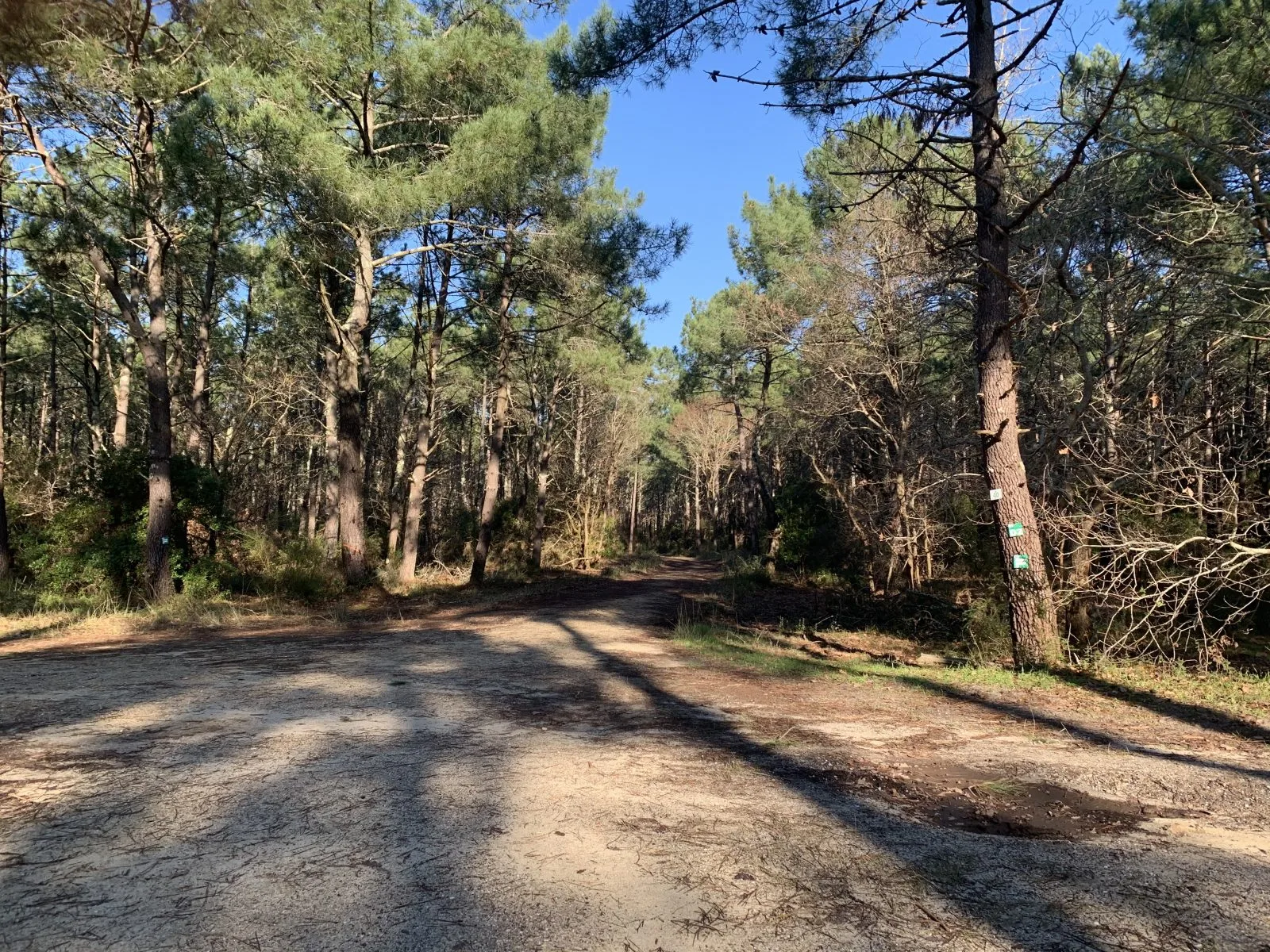 Sentier rando entre lac et forêt