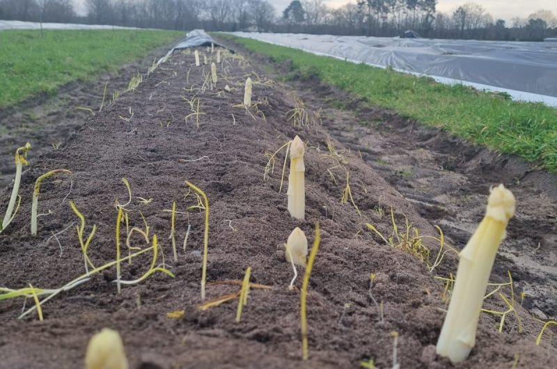 2024 – CACH – Ferme des Sables Blancs – Asperges – ©Ferme des Sables Blancs