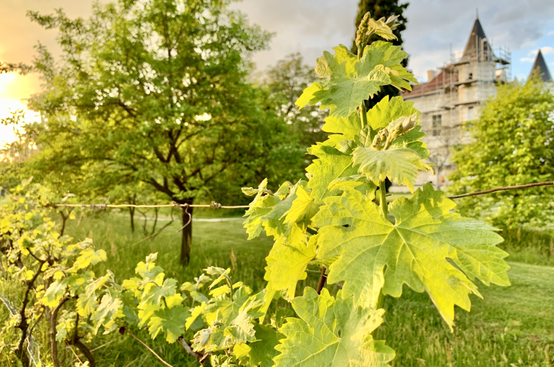 2024 – PARL – Château Tour Blanc – Vignes devant le château – ©Château Tour Blanc
