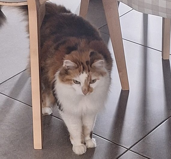 20250501_110841 (Copier)