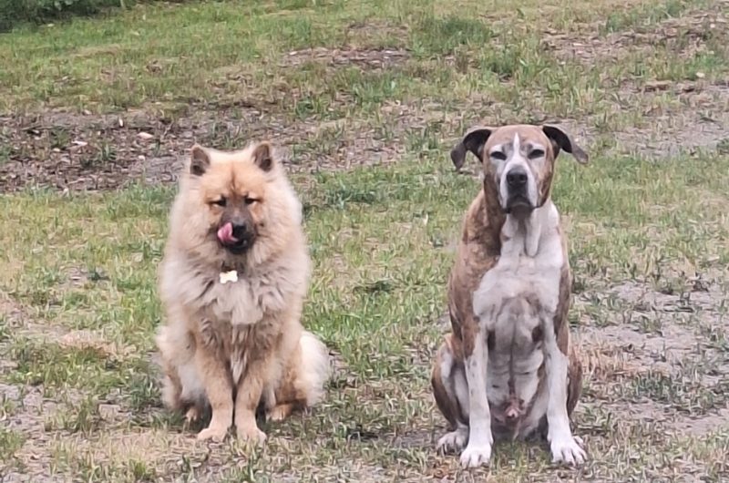 20250530_174219 (Copier)