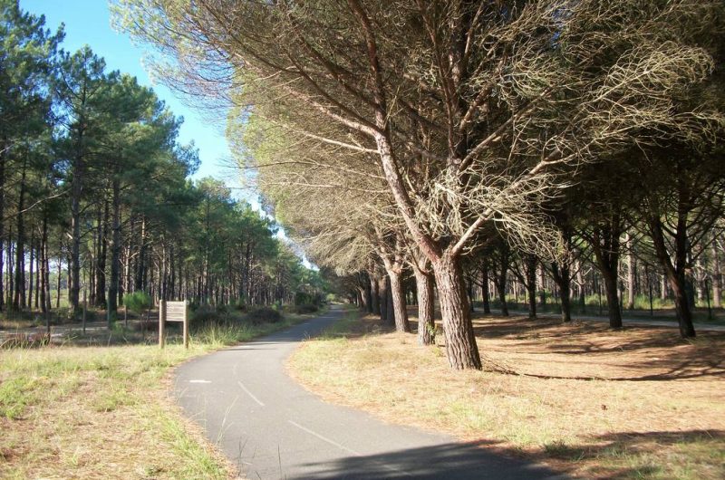 2026_cugnet_hirondelle (9) (Copier)