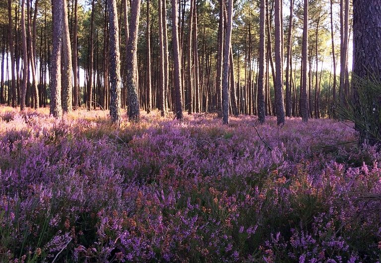 29-RUCHER-LABOILLE-M2-landesatlantiquesud-2