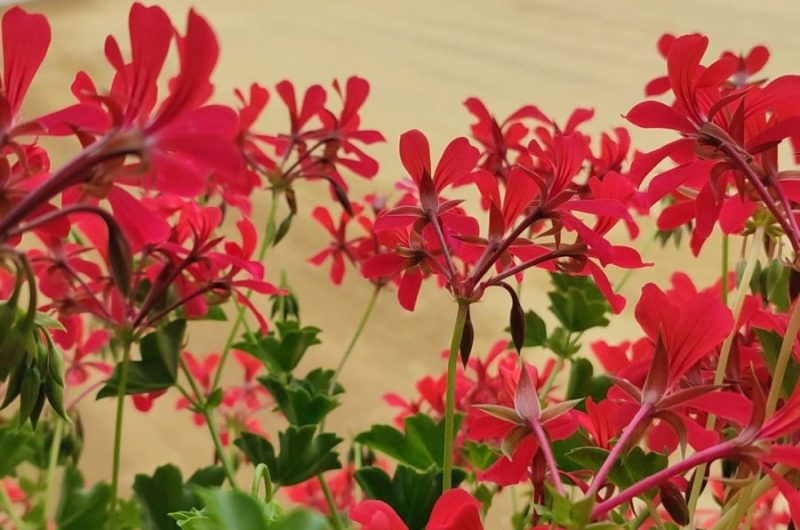 484346985_1068562161980179_6011369357262753010_n