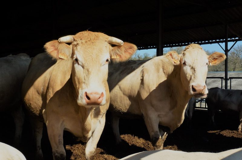 662868-ferme-gardelly-15r