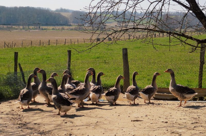 662869-ferme-gardelly-1r