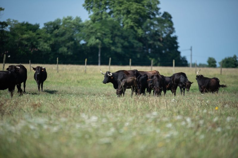 663651-ganaderia-de-buros—-lucat-lucine-36r