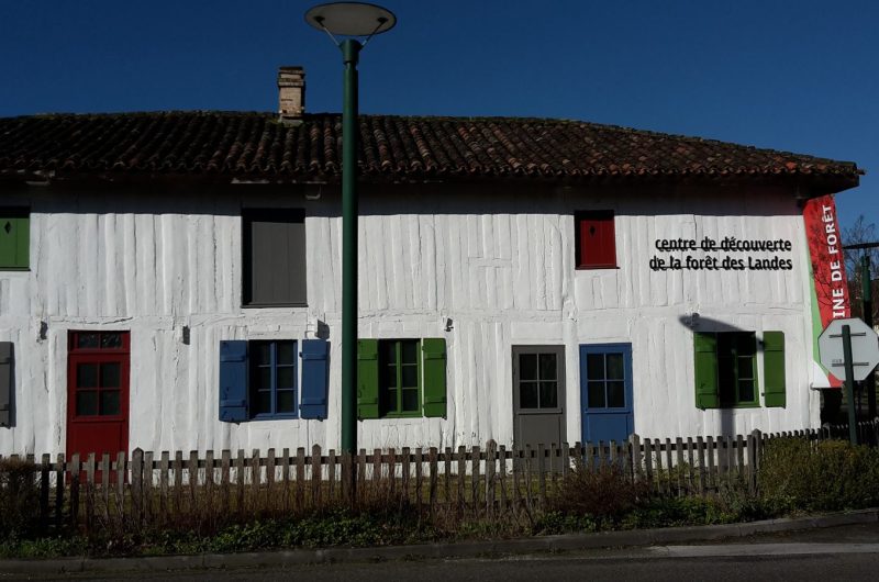 697855-graine-de-foret-17