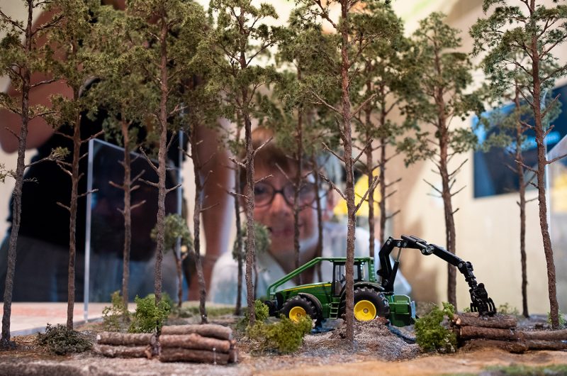 697859-graine-de-foret-4