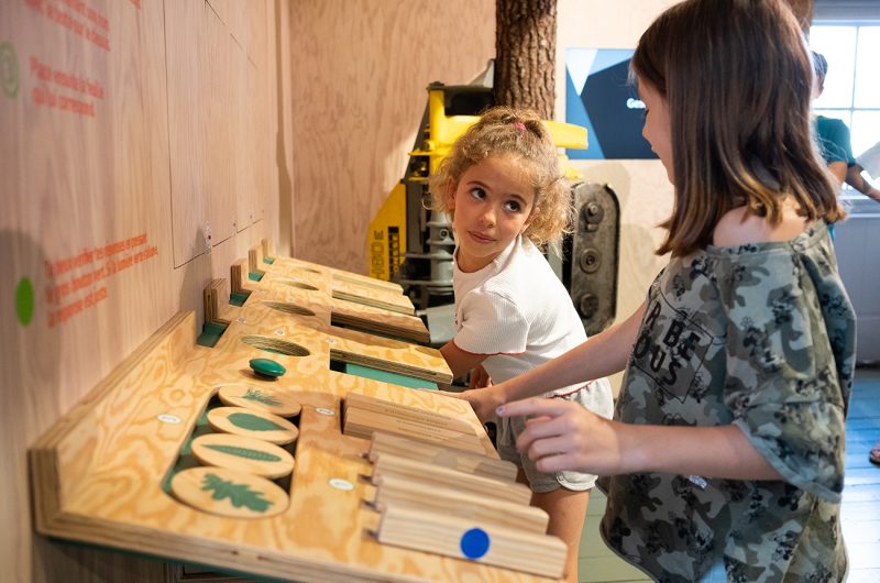 697863-graine-de-foret-8