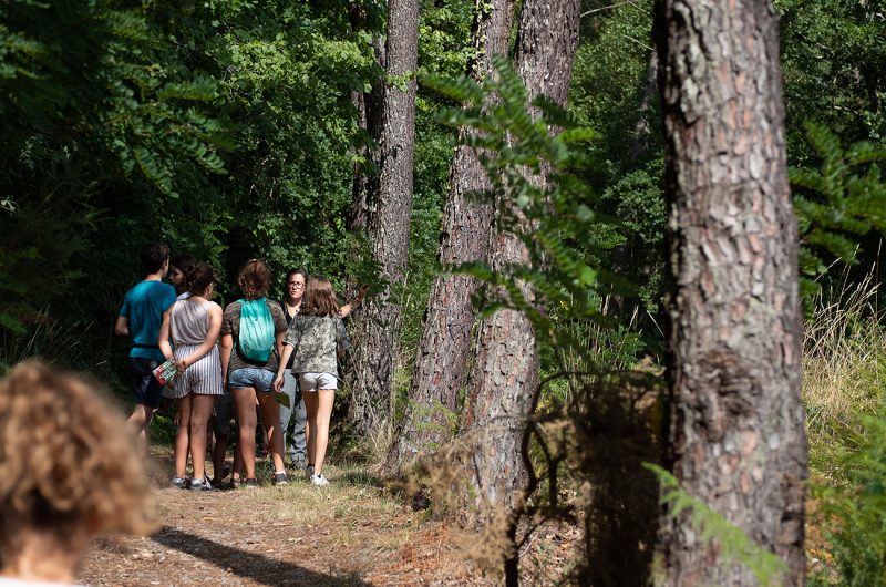 697868-graine-de-foret-13