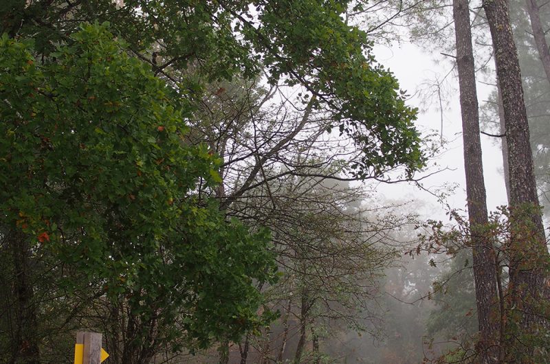 697872-graine-de-foret-18