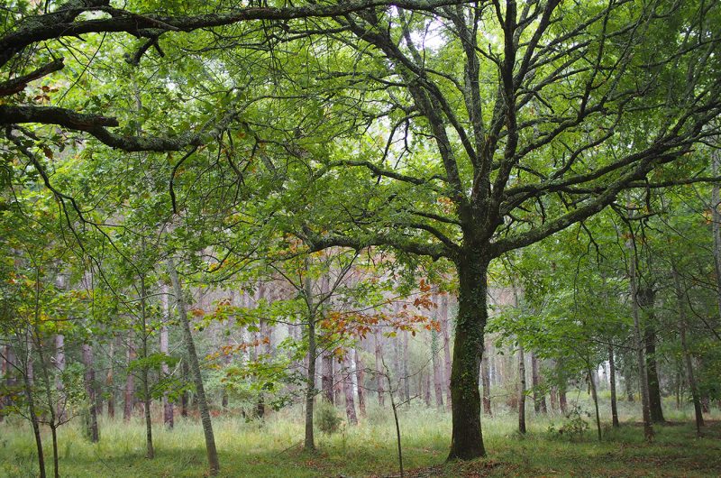 697875-graine-de-foret-21