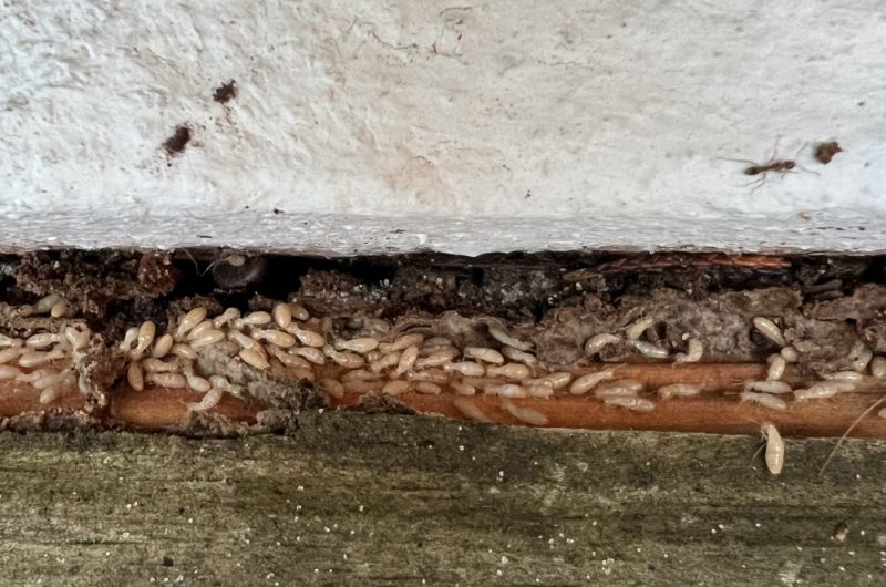 7 – Photo Termites