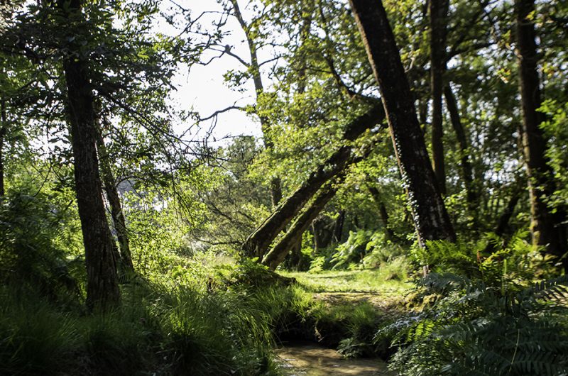 731787-centredebiodiversitejeanrostand2022-3