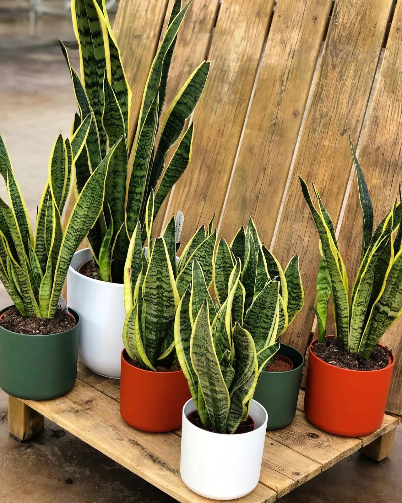 83456042_772454999904566_6052537161280913408_o