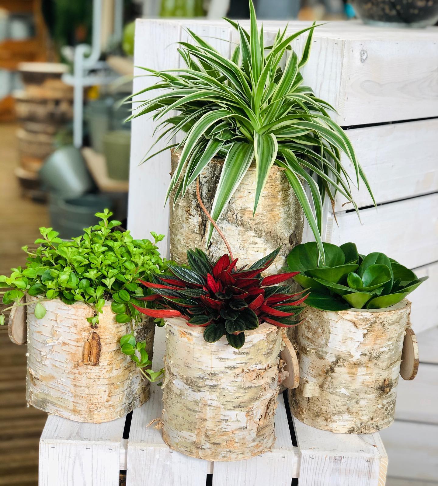 84455797_773175356499197_375495173779488768_o