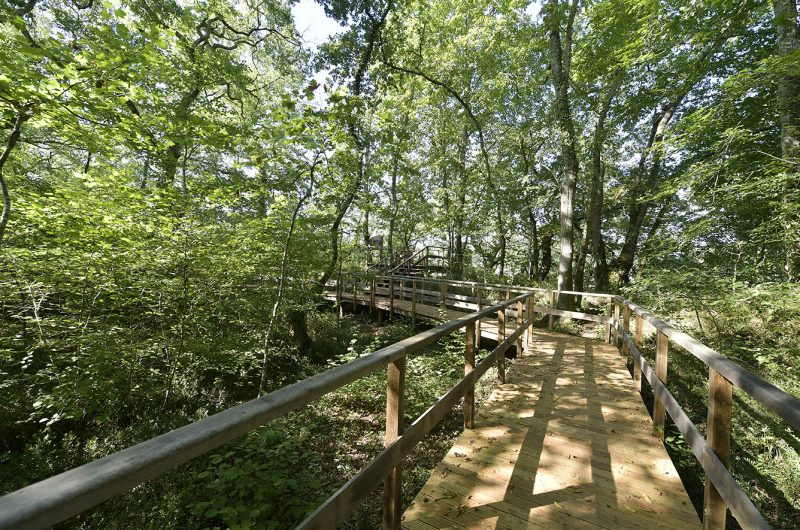 857684-bougue082017gilles-arroyo-6