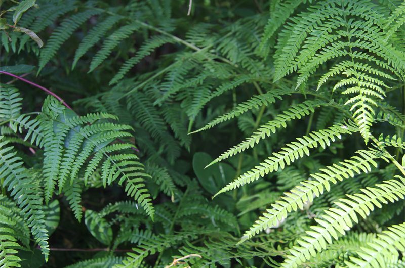 867377-fete-fougeres