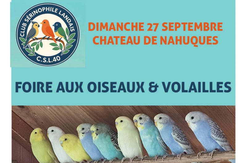 873044-club-oiseaux