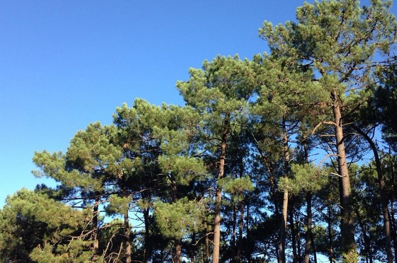 A Labenne, Chemin pédestre, “Un chemin, Une école”