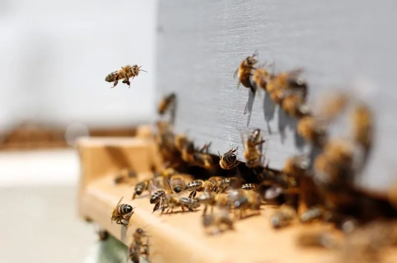 Abeille-Préservation espèces