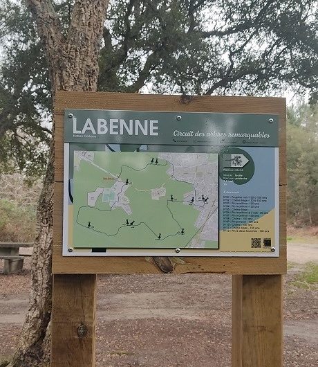 A Labenne, Circuit des Arbres remarquables