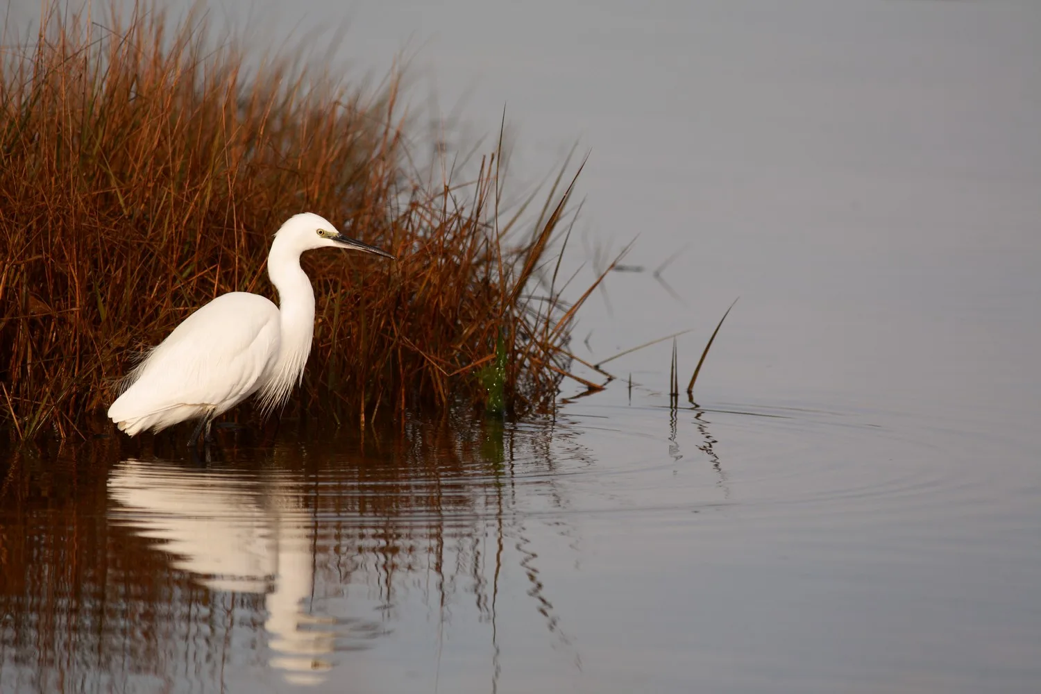 Aigrette ©Jérôme.Marti Noguere – Copie