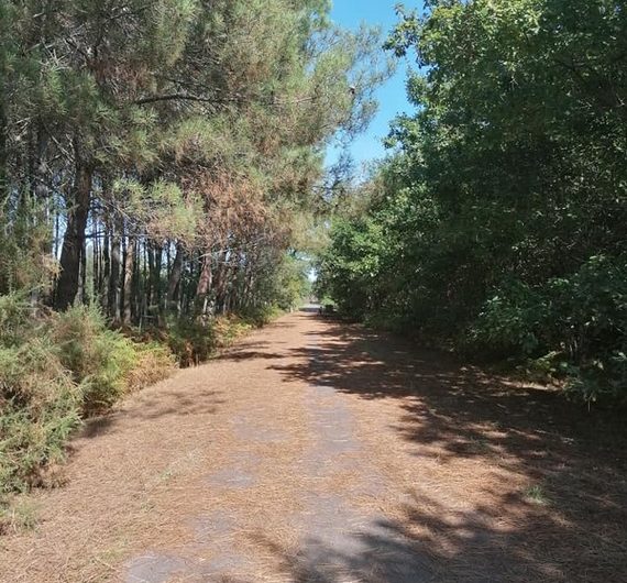 Airial_des_pins_troudart_bacquet (1) (Copier)