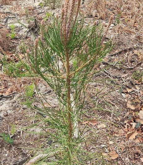 A Labenne, Circuit des Arbres remarquables