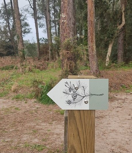 A Labenne, Circuit des Arbres remarquables