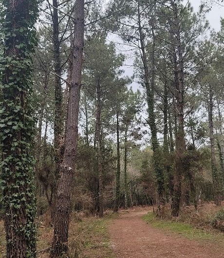 A Labenne, Circuit des Arbres remarquables