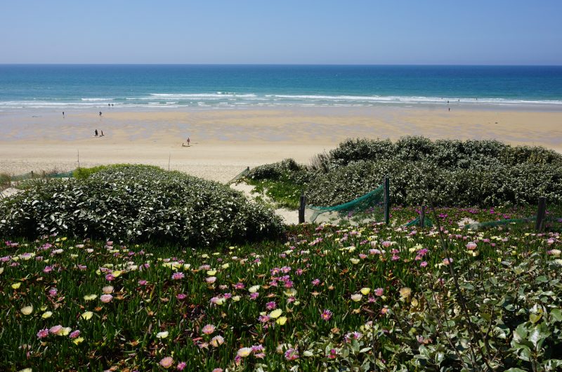 BISCARROSSE PLAGE – printemps – fleurs