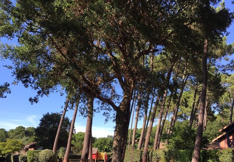 Bidoret_Soustons_Landes Atlantique Sud_ extérieur