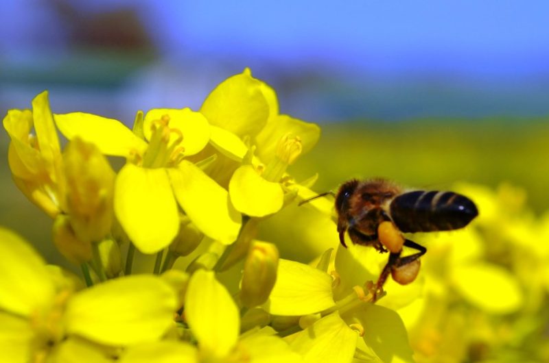 Birountarère – abeille butinant le colza