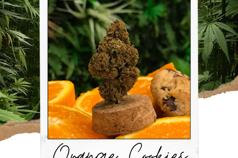 Copie de publi fleurs