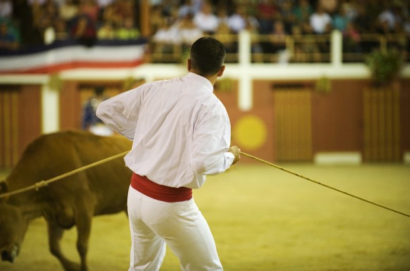 Course Landaise un cordier