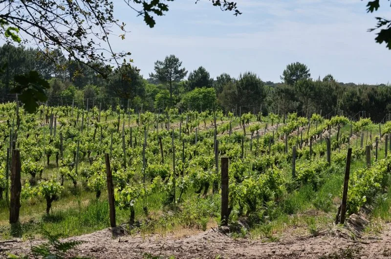 DOMAINE DE LA POINTE CAPBRETON LANDES ATLANTIQUE SUD (5)
