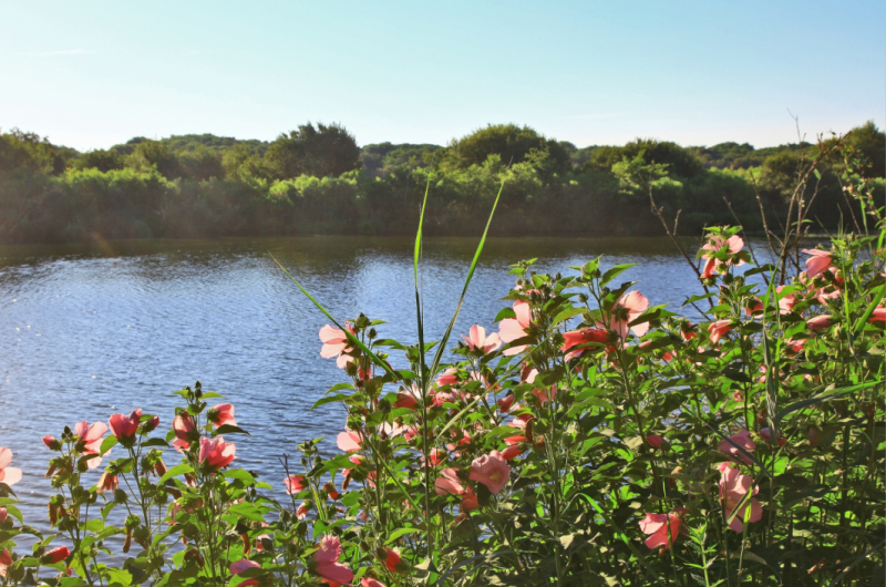 Etang du moïsan – Zone humide – Balade