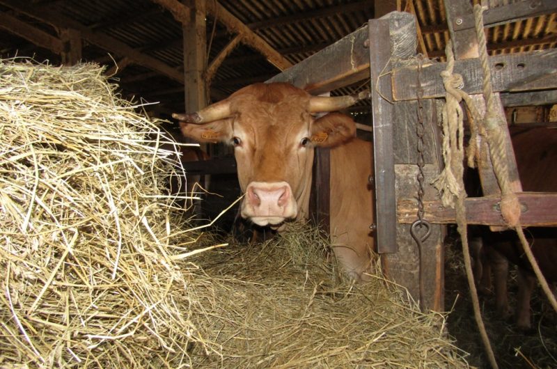 Ferme Ceres – boeuf de Chalosse 1